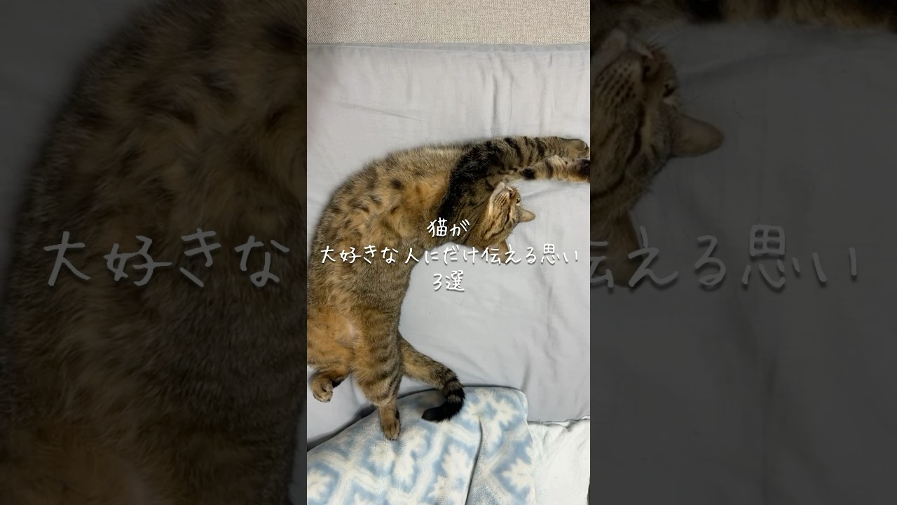 猫が大好きな人にだけ伝える思い3選 #猫 #ねこ #猫のいる暮らし #保護猫 #猫好きさんと繋がりたい #猫動画 #ねこのいる生活 #雑学 #豆知識 VOICEVOX:ずんだもん