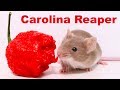 Does The World's Hottest Pepper Repel Mice & Rats? Carolina Reaper. Mousetrap Monday