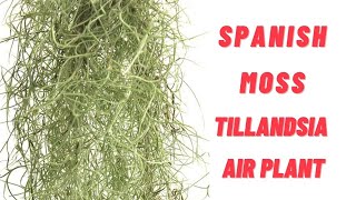 HOW TO CARE FOR SPANISH MOSS AIR PLANT
