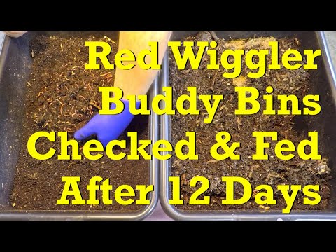 228- & 193-day red wiggler worms bins get 20th & 17th feedings - vermicompost