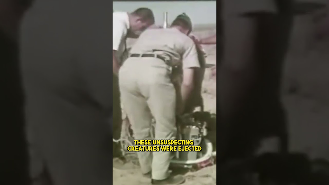 Bears to Test Ejection Seats?  #history #militaryhistory