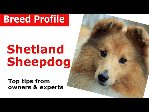 Shetland Sheepdog "Sheltie" Dog Breed Guide