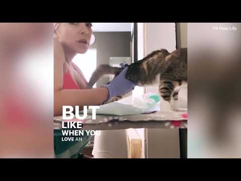 Paralysed cat running in diapers