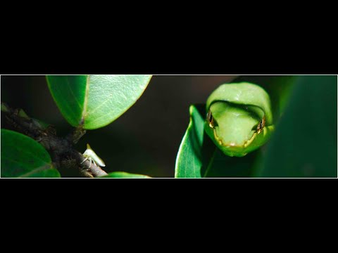 UN MUNDO APARTE - Capítulo 7: Laberinto Amazonas