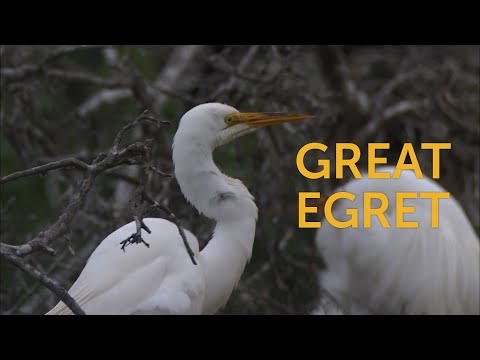 Great Egret