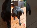 Cruel Dog Owner Feeds Dog World Hottest Chili Shorts