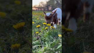 Little innocent lamb