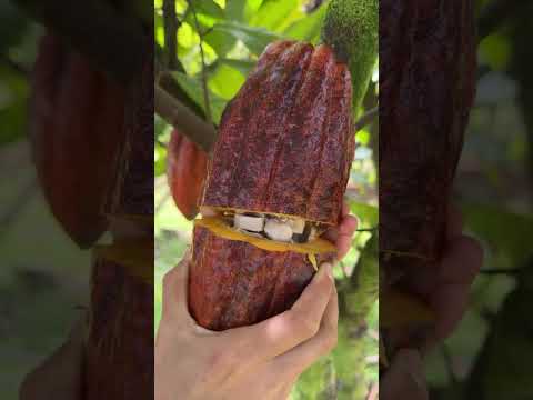 Chocolate from a tree 🍫🌳