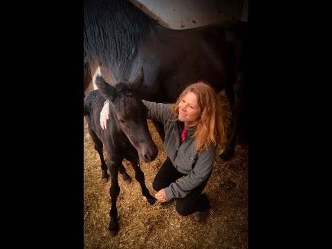 newborn FRIESIAN FILLY
