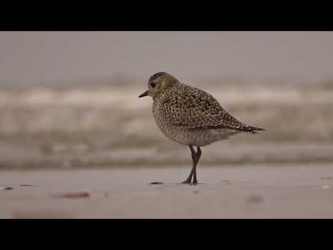 Hey, European Golden Plover meets Grey Plover