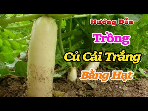 , title : 'Hướng dẫn chi tiết cách trồng Củ Cải Trắng tại nhà | Cách trồng củ cải và kinh nghiệm trồng củ cải'