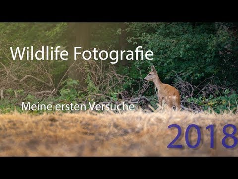 Wildlifefotografie Mein weg zum perfekten Bild - 2018