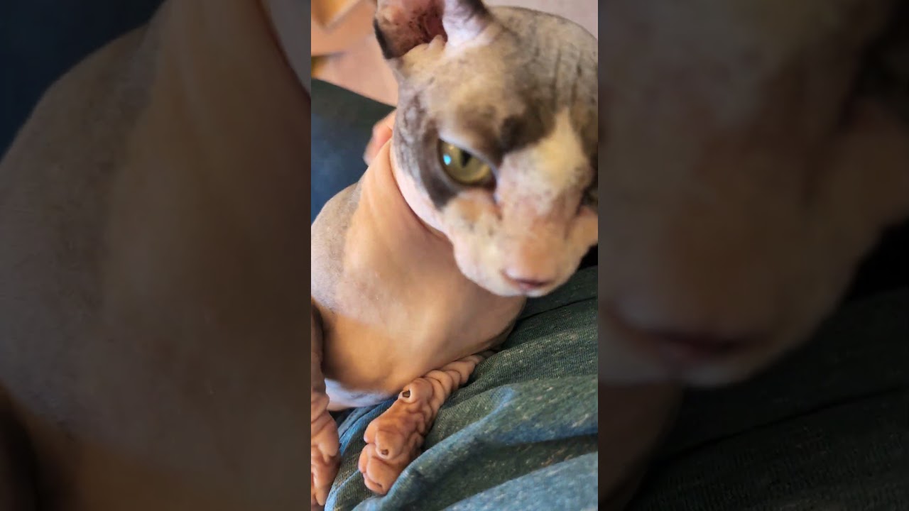 Enlarge TUNA, a ADOPTABLE mixed breed in Kenosha, WI video 2/2