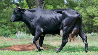 LOTE 1 - INVISTA BASF (8133-CT)