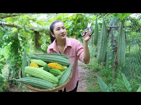 Time to harvest and cooking l Bitter gourd, Sponge gourd recipes