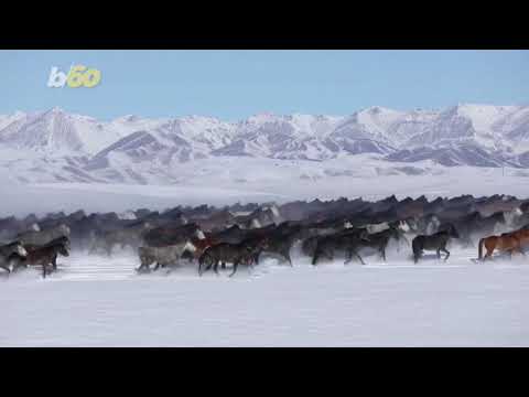 Incredible Video of 10,000 Horses Galloping Across the Snow Covered Plains