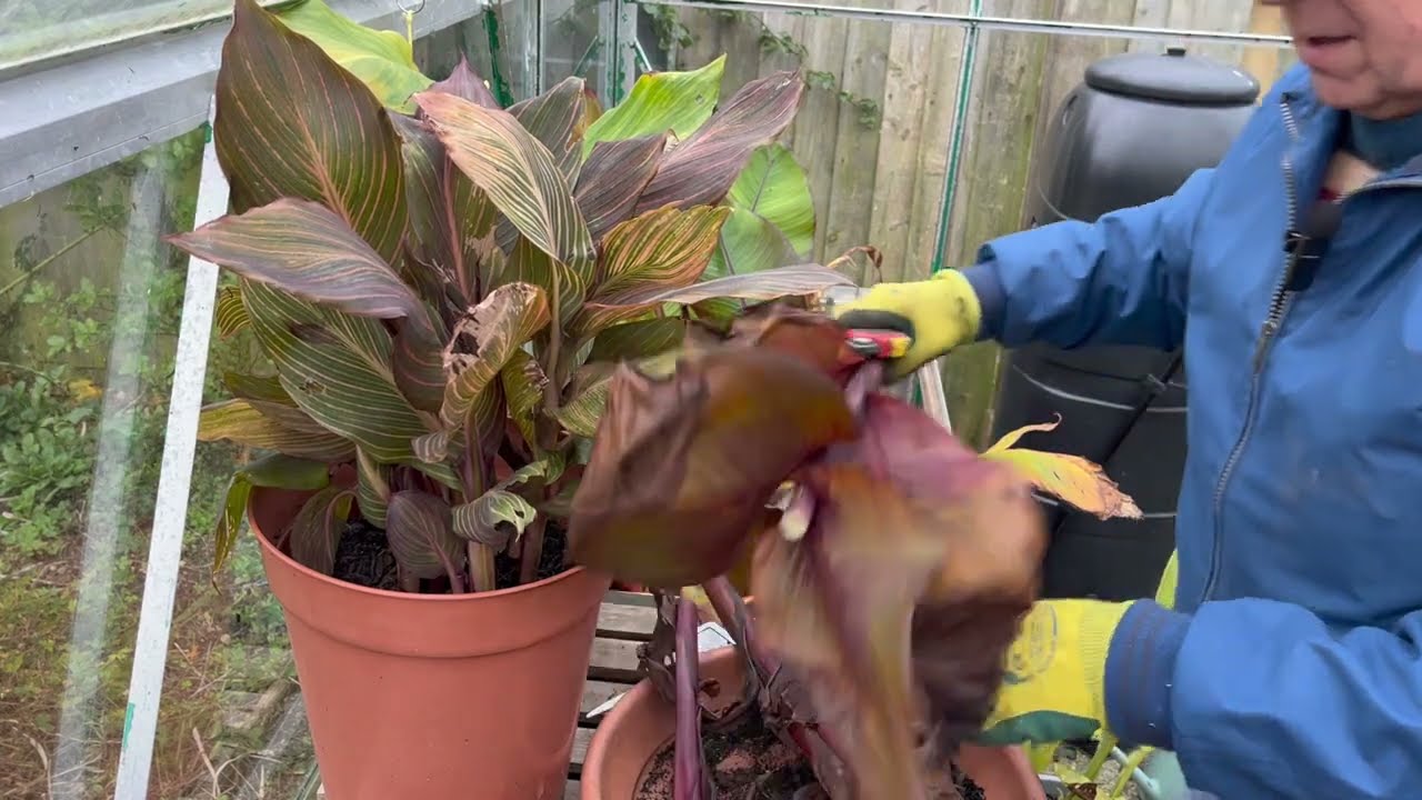 #16   Cannas, Roses and Bananas