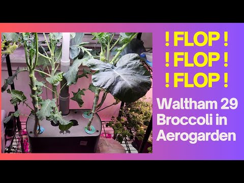 ! FLOP ! Waltham 29 Broccoli in Aerogarden Harvest XL Hydroponics System