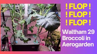 ! FLOP ! Waltham 29 Broccoli in Aerogarden Harvest XL Hydroponics System