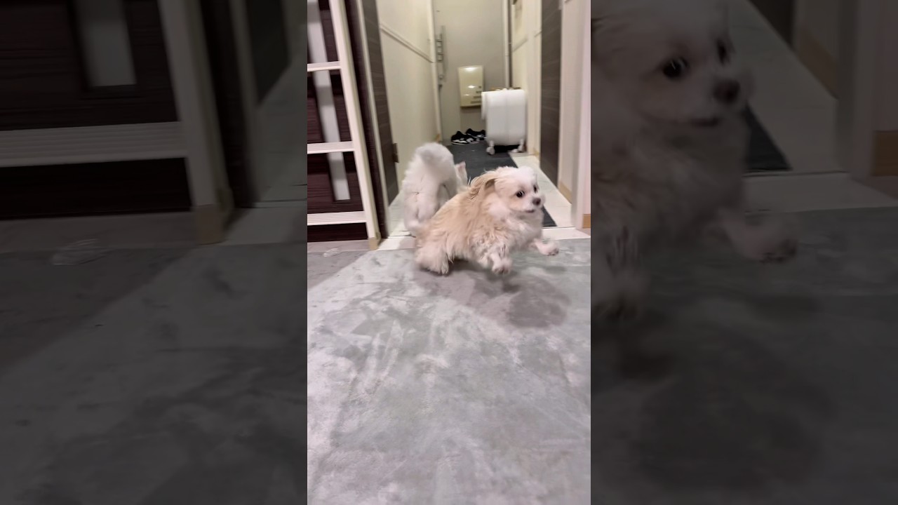 そあちんは走り続ける。どこまで。#shorts #犬 #走る犬 #マルプー #面白い犬