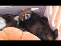 Baby Red Panda is woken up by another one