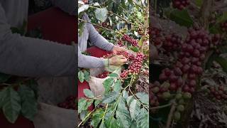 Download lagu East Lampung coffee farmers mp3