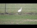 Birds Nl Great Egret