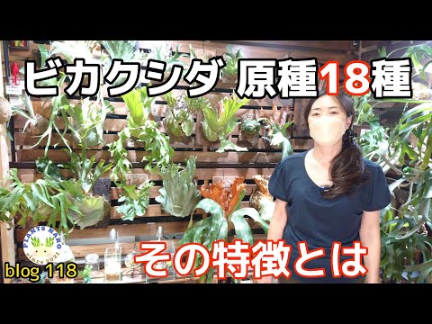 ウェルウィッチア ミラビリスの循環領域.png