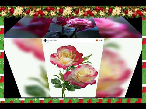 Beautiful flowers 🌹🌹🌹🌹🌹🏵️🏵️🏵️🏵️💮💮🌸🌸💐💐