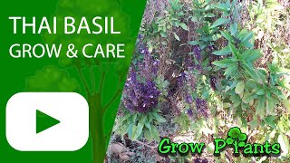 Thai basil - grow, care & eat (Thailand basil)
