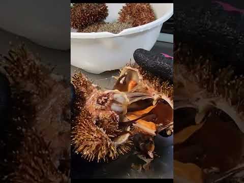 ウミウシ科 - 定義