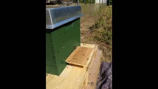 Meine Bienen am 05.06.2016