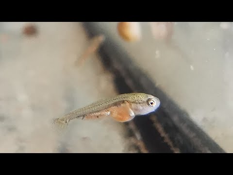 How to care for 1 week old baby goldfish fry!