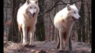 Sonata Arctica - The Cage