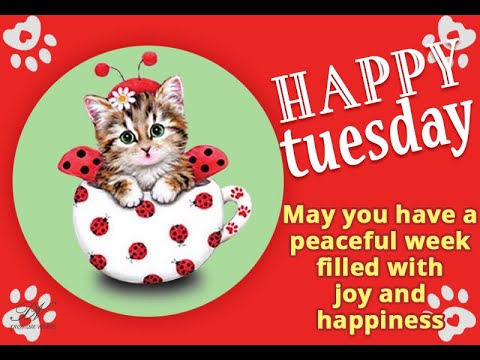 Tuesday Greetings Video - Happy Tuesday Whats-app Status