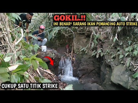 SARANG IKAN.!! ASAL MANCING DI SELOKAN CUKUP UMPAN LUMUT BIKIN LUPA PULANG || STRIKE IKAN BETUTU BRO