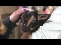 Baby goat snuggling at the Pennsylvania Farm Show