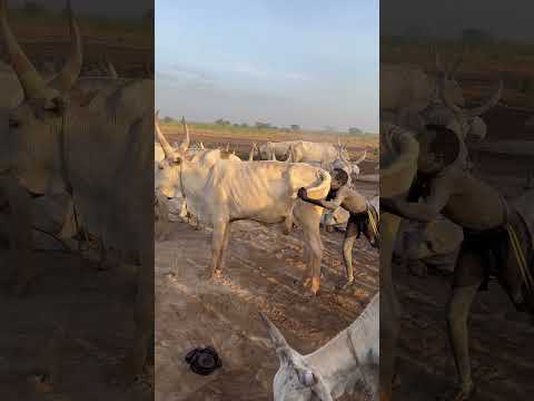 Mundari tribal boy performing a tribal ritual  #southsudan #mundaritribe #mundari #africa #travel