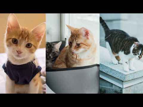 Cat reels Instagram hashtags, Reels OF Cats, Funny cat videos, Funny cat Instagram, Famous cats 2022