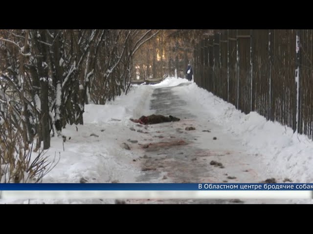 Бездомные собаки растерзали косулю в Иркутске.