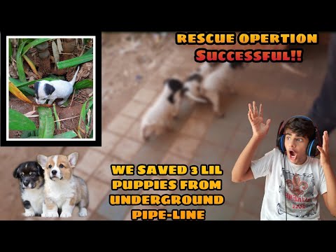 Saving 3 puppies from underground pipeline😰😱 Must Watch The End