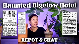 Houseplant Repot | Ogden's Haunted Ben Lomond Hotel Stories