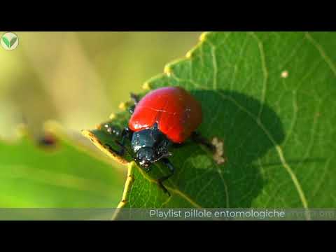 Live streaming  n.3   Pillole entomologiche  - Entomological plls - Gianluca Doremi