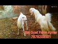 Powerful Breeder Goat Breeding Goat Mating Goat Crossing