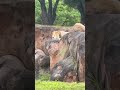 The Lions Sleeps At Kilimanjaro Safari Cute Animalkingdom Animals Disneyworld