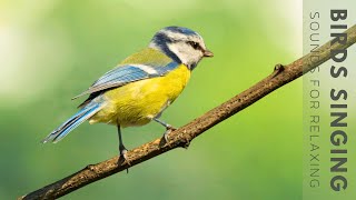 Nature Bird Sounds - Bird Sounds Refresh the Mind, Therapy for Depression, Stress and Anxiety