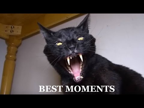 Talking Kitty Cat | Best Moments!
