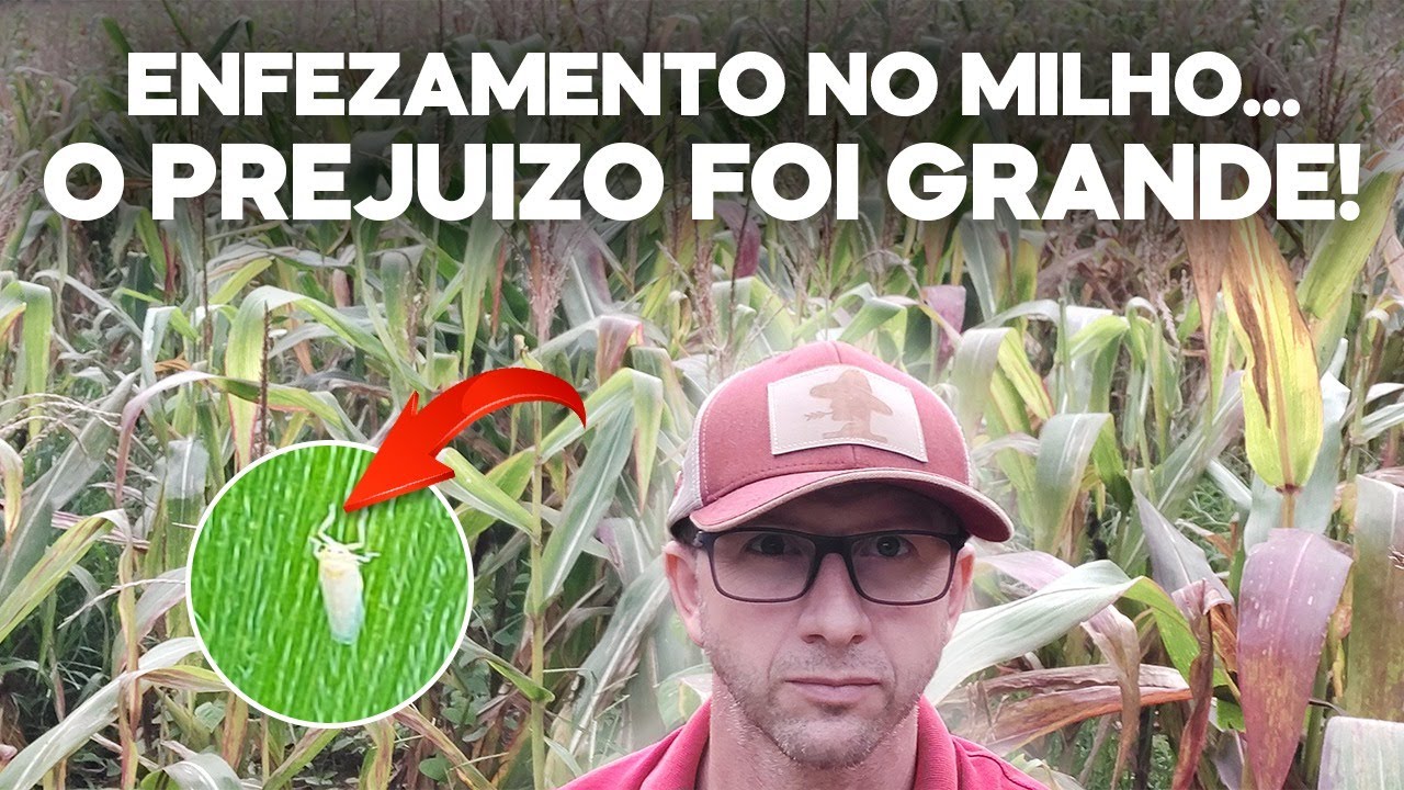 Enfezamento causado pela Cigarrinha do Milho causou prejuízo de quase 100%