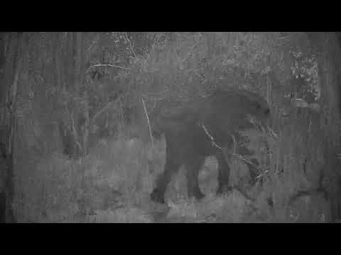 Djuma: Lone Elephant - 22:35 - 05/28/2022