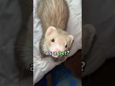Should You Get a Ferret as a Pet? 😳